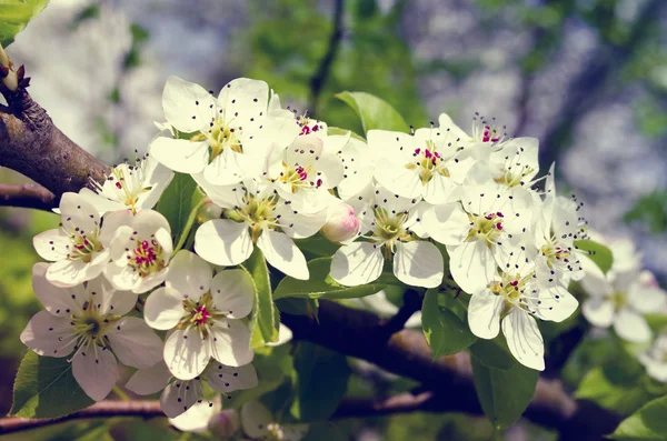 Blommande gren av ett päronträd — Stockfoto