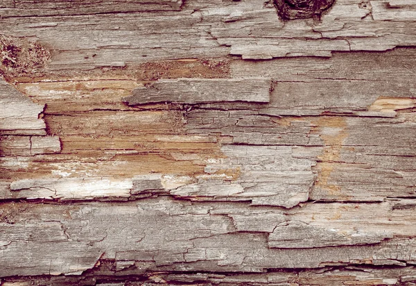 Кора и текстура дерева — стоковое фото