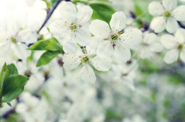İlkbaharda kiraz çiçeği