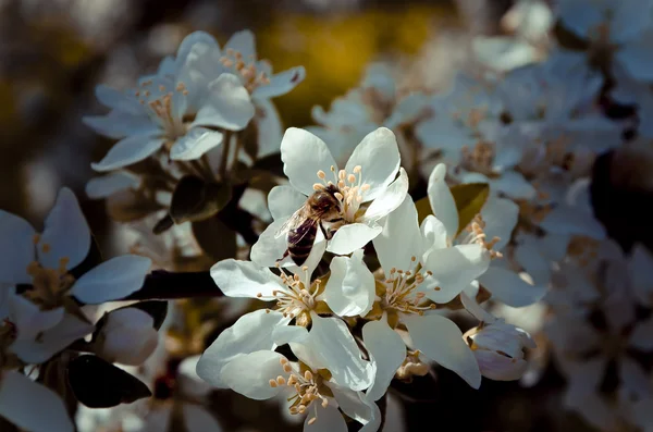La abeja en el florecimiento — Foto de Stock