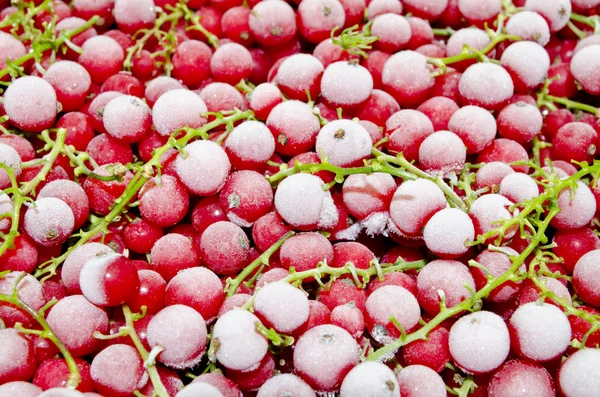 Grosella roja congelada —  Fotos de Stock