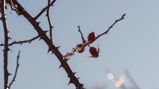 Frost Melting Rosehip Fruit — стоковое видео
