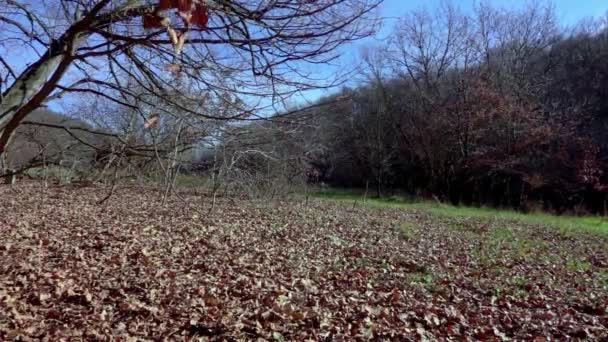 Podzimní Scéna Parku Padajícím Listím Slunce Svítí Mezi Stromy Modrou — Stock video