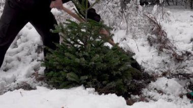 Bir çift Noel ağacı dikiyor, tatilden sonra, ormanda.