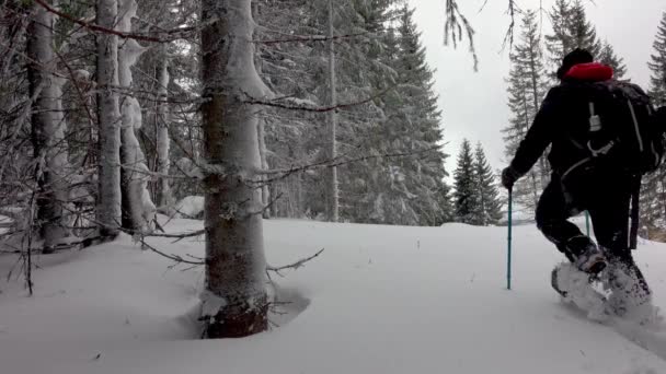 Турист Рюкзаком Прогуливаясь Горном Зимнем Лесу Покрытый Глубоким Снегом — стоковое видео