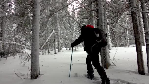 深い雪で覆われた山の冬の森の中を歩くバックパック付きハイカー — ストック動画