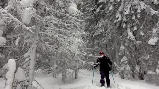 Sırt Çantalı Yürüyüşçü Dağda Kış Ormanında Yürüyor Derin Karlarla Kaplı — Stok video