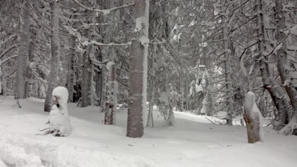 深い雪で覆われた山の冬の森の中を歩くバックパック付きハイカー — ストック動画
