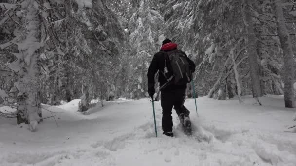 Caminhante Com Mochila Andando Floresta Inverno Montanha Coberto Com Neve — Vídeo de Stock