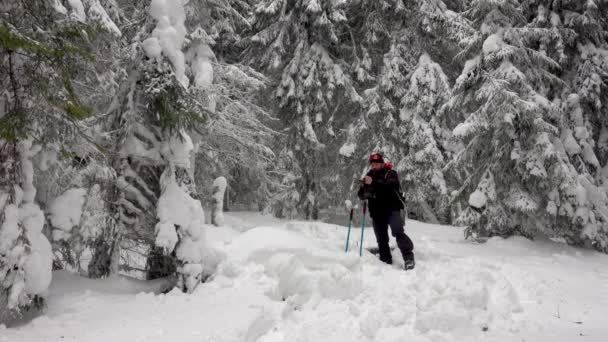 背负背包的徒步旅行者漫步于高山冬季森林 覆盖着厚厚的积雪 — 图库视频影像