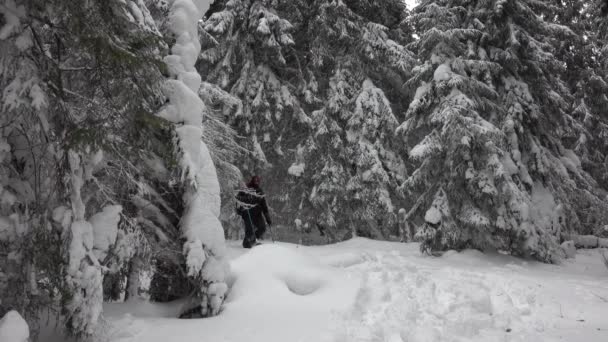 深い雪で覆われた山の冬の森の中を歩くバックパック付きハイカー — ストック動画