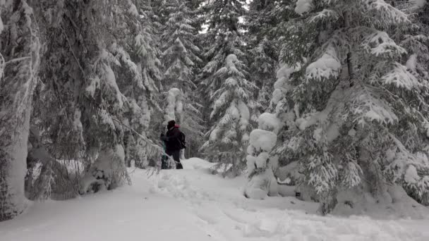 Escursionista Con Zaino Piedi Nella Foresta Montana Invernale Coperto Neve — Video Stock