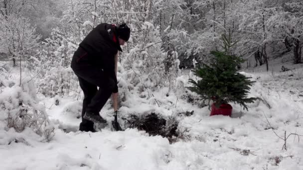休日の後 森の中にクリスマスツリーを植えるカップル — ストック動画