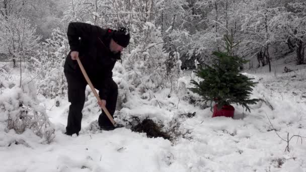 休日の後 森の中にクリスマスツリーを植えるカップル — ストック動画