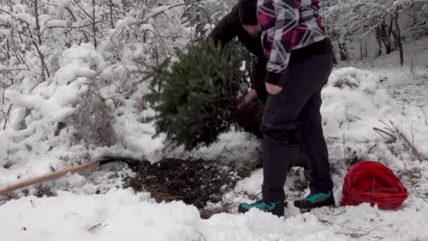 Casal Plantando Uma Árvore Natal Depois Férias Floresta — Vídeo de Stock