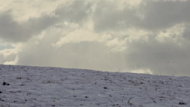 Uitgeputte Man Sneeuw Man Aan Het Wandelen Snow Blizzard Koude — Stockvideo