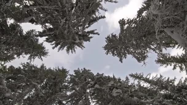 Guardando Neve Sugli Alberi Contro Blue Cludy Sky Timelapse — Video Stock