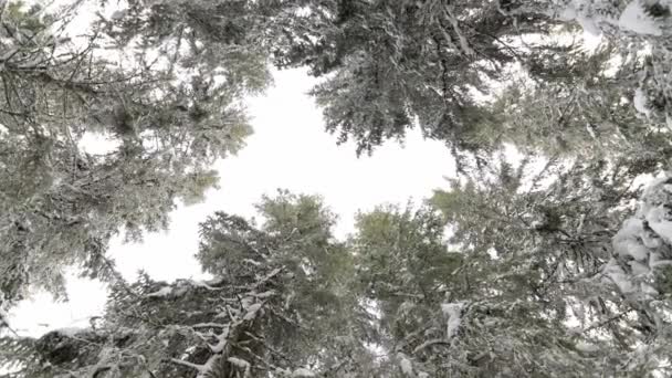 Kijkend Naar Sneeuw Bomen Tegen Blauwe Cludy Hemel Tijdsverloop — Stockvideo