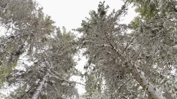 Κοιτάζοντας Χιόνι Στα Δέντρα Ενάντια Στον Γαλάζιο Ουρανό Του Cludy — Αρχείο Βίντεο