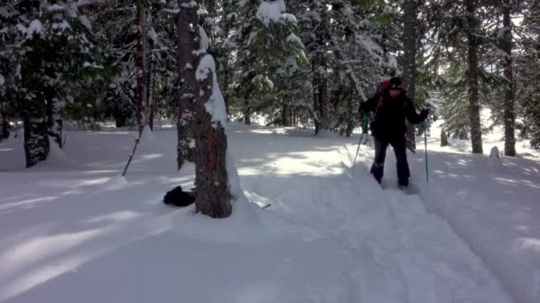 Hiker Snowshoes Setting Camp Trees Winter Forest Snow Falling Camping — Stock Video