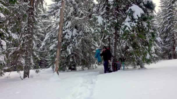 冬の森の木々の下にハンモックを設置するスノーシュー付きのハイカー 雪が降ってる 冬のキャンプ — ストック動画