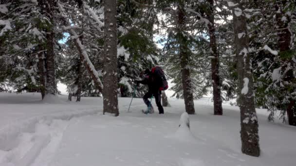 Hiker Snowshoes Setting Camp Trees Winter Forest Snow Falling Camping — Stock Video