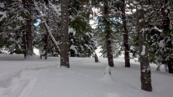 Hiker Snowshoes Preparing Camp Trees Winter Forest — Stock video