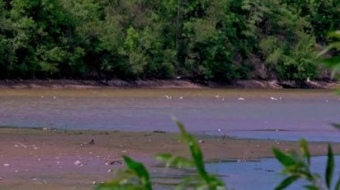 Landscape of a lake shore with low water due to drought