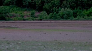 Landscape of a lake shore with low water due to drought