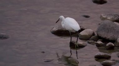heron catching and eating fish in a river