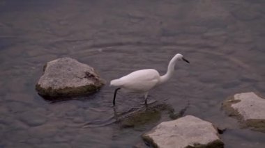 heron catching and eating fish in a river