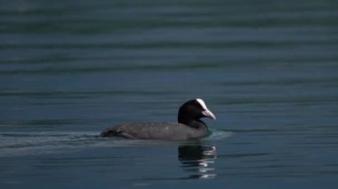 The Eurasian coot on the water