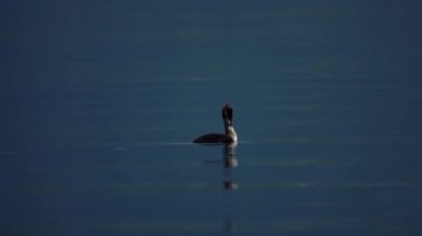 Büyük ibikli yağ gölde yüzüyor.