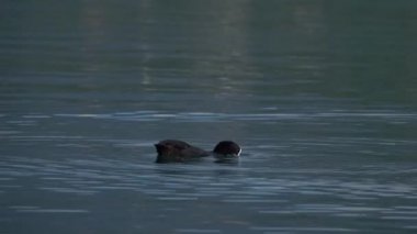 The Eurasian coot on the water