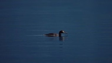 Büyük ibikli yağ gölde yüzüyor.