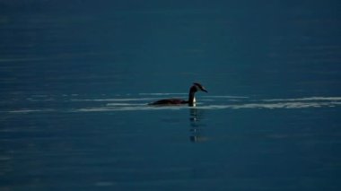 Büyük ibikli yağ gölde yüzüyor.