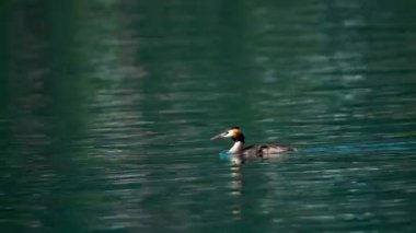 Büyük ibikli yağ gölde yüzüyor.