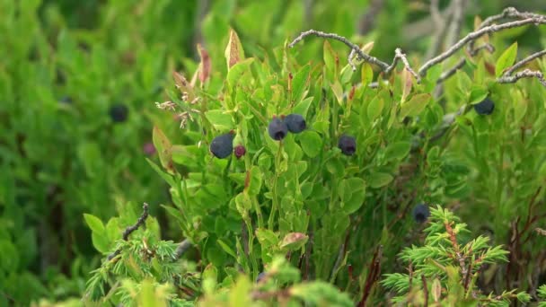 Man Hand Picking Wild Blueberries Woods — Stockvideo