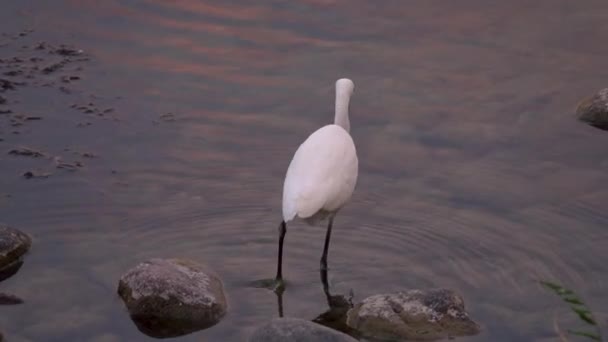 Heron Catching Eating Fish River — Vídeos de Stock