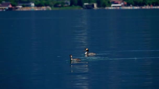 Μεγάλο Κατάφυτο Grebe Κολύμπι Στη Λίμνη — Αρχείο Βίντεο