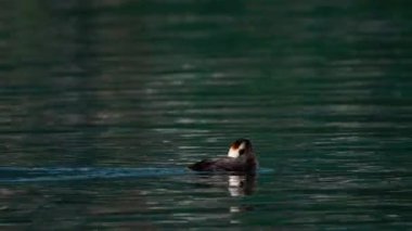 Büyük ibikli yağ gölde yüzüyor.