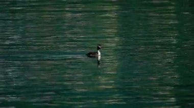 Büyük ibikli yağ gölde yüzüyor.