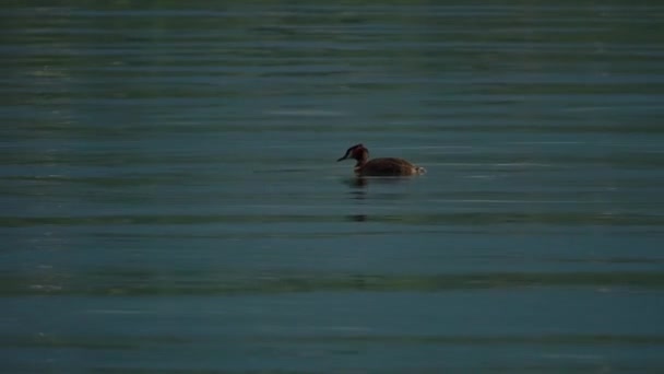 Μεγάλο Κατάφυτο Grebe Κολύμπι Στη Λίμνη — Αρχείο Βίντεο