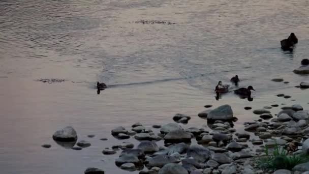 Group Ducks Swimming River Sunset — Vídeos de Stock