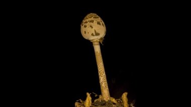 Siyah arka planda şemsiye mantarı (Macrolepiota procera) zamanı