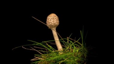 Siyah arka planda şemsiye mantarı (Macrolepiota procera) zamanı