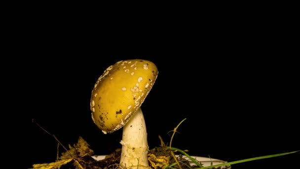 剧毒蘑菇 Amanita Pantherina生长于黑色背景 时间流逝 — 图库视频影像