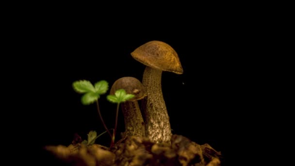 蘑菇生长 在黑色上被隔离的蘑菇螺旋藻 时间流逝 — 图库视频影像