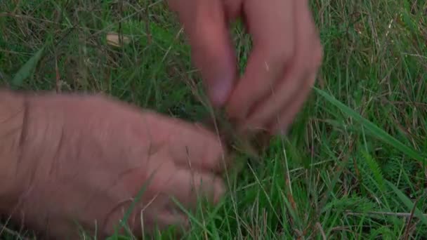 Reife Steinpilze Herbstlichen Wald Ein Pilzsammler Schneidet Einen Großen Steinpilz — Stockvideo