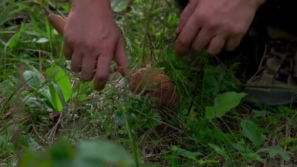 秋天的森林里 成熟的香菇在采摘蘑菇时切下了一个巨大的香菇 — 图库视频影像